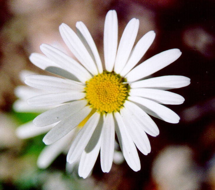 Astro delle alpi