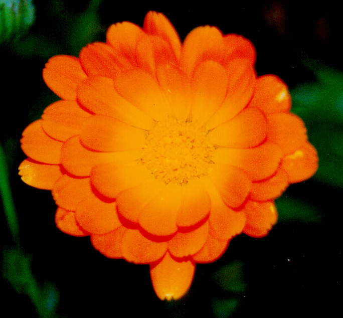 Calendula