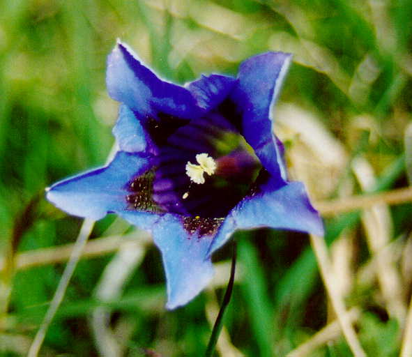 Genziana di Koch